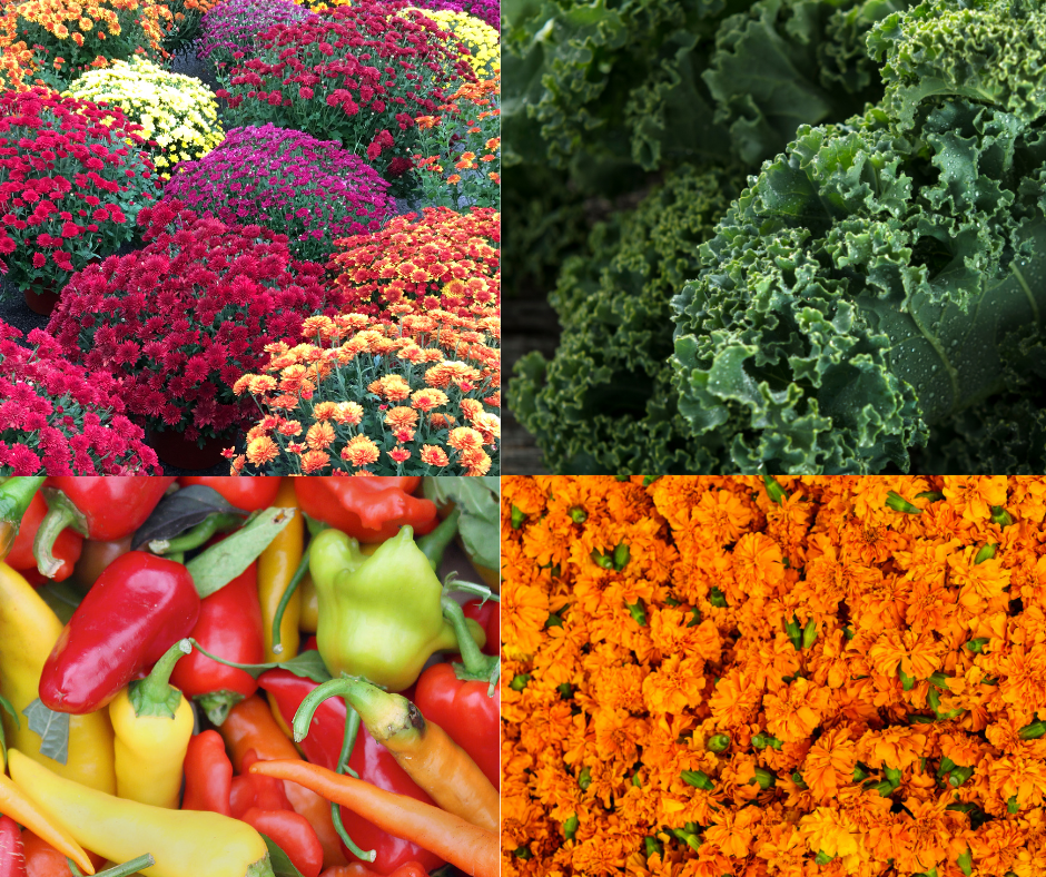 Seasonal standouts: These plants shine as Louisiana eases into fall