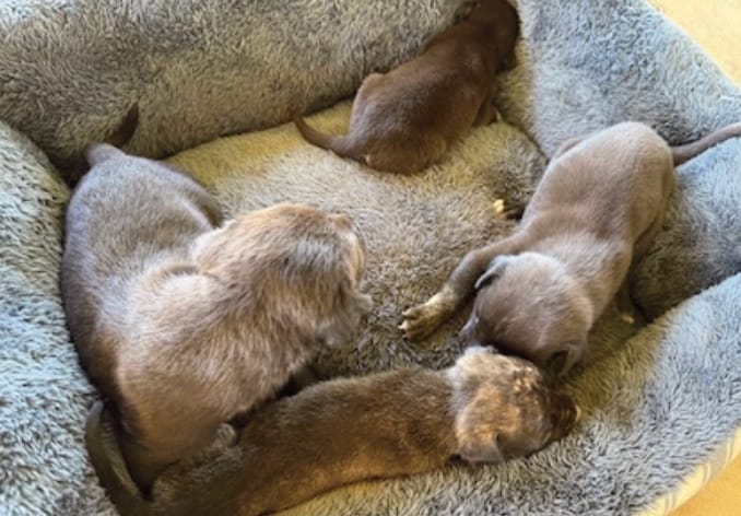 Sacred Heart Staff Rescue Dog Family on Campus🐶