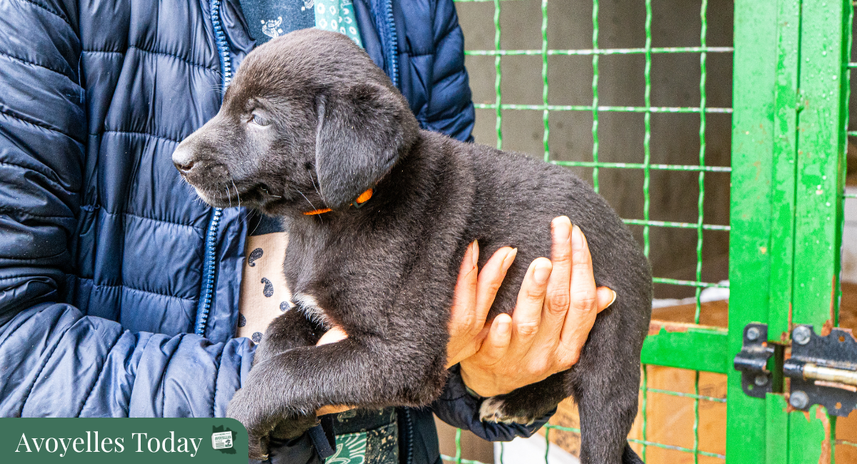 🐾 Crisis In Avoyelles Parish: Abandoned Animals Need Our Help! 🆘