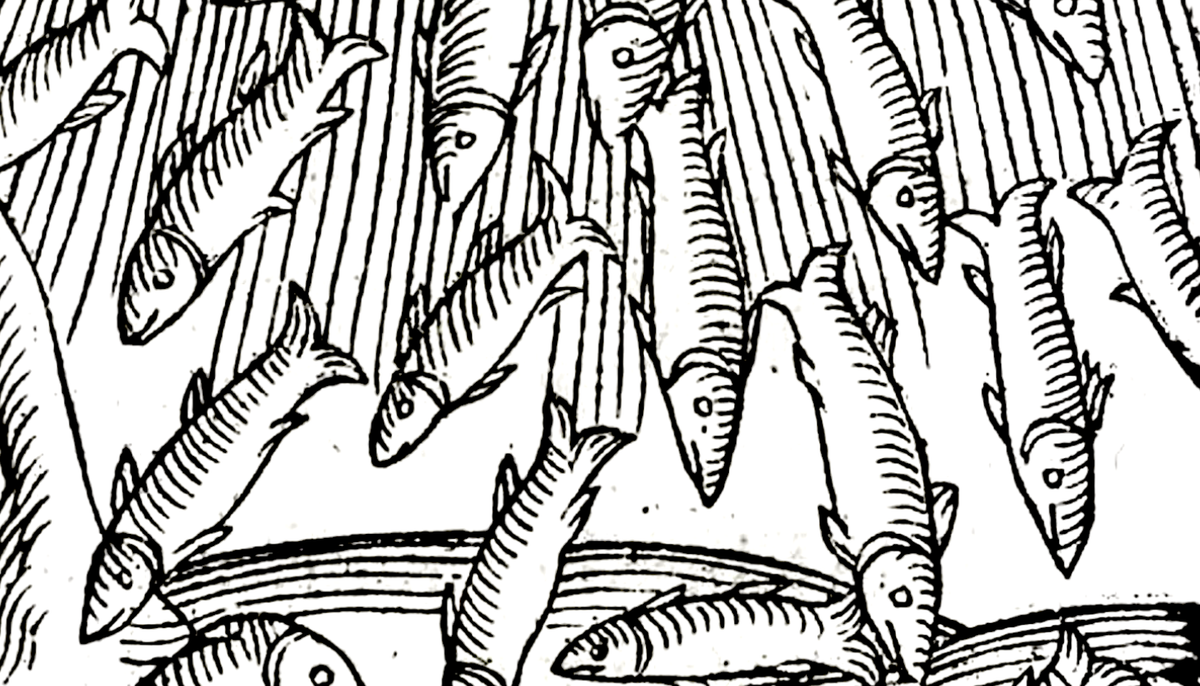 🐟 The Day Fish Rained from the Sky in Marksville