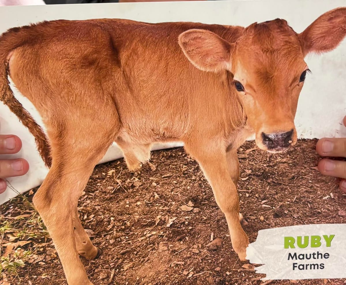 Students in Marksville Adopt a Cow Named Ruby!🐄