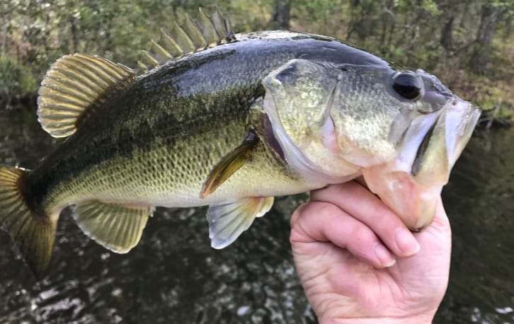 Spring Bayou Bass Tournament: Anglers Shine in the 22nd Annual Event!