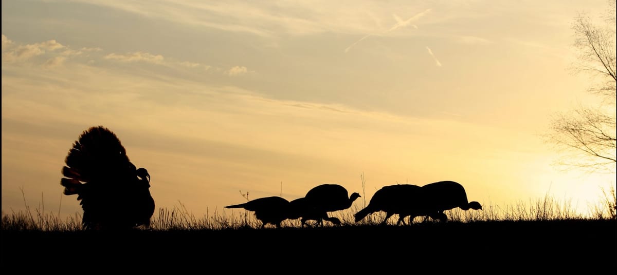 🦃 Ready for Turkey Season? Join the Hunter Education Course!