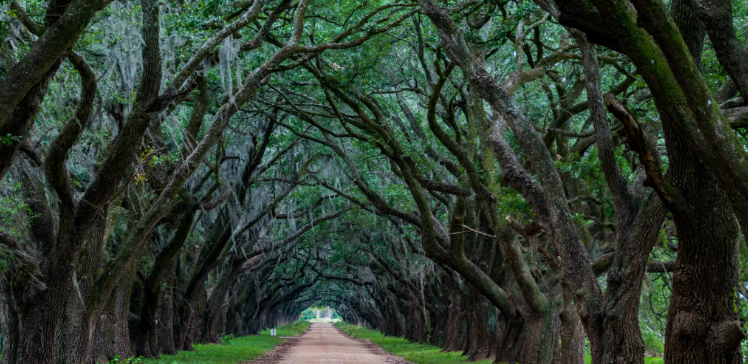 🌟 Town of Evergreen Council Meeting Highlights 📋