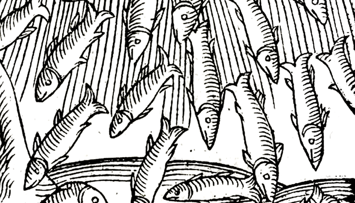 🐟 The Day Fish Rained from the Sky in Marksville