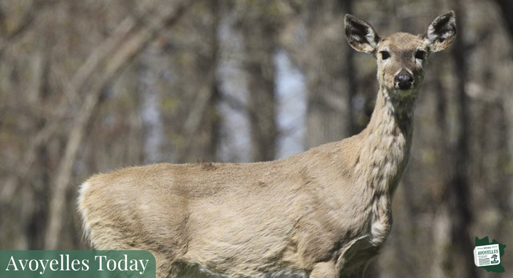 ‼️WARNING: Chronic Wasting Disease Control Area Expands- Portions of Avoyelles Parish Affected🦌🦠