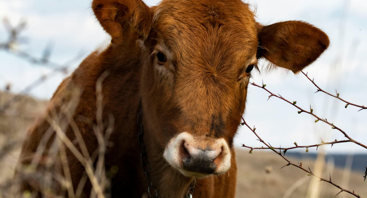 Avoyelles Livestock Show Winners of 1980!