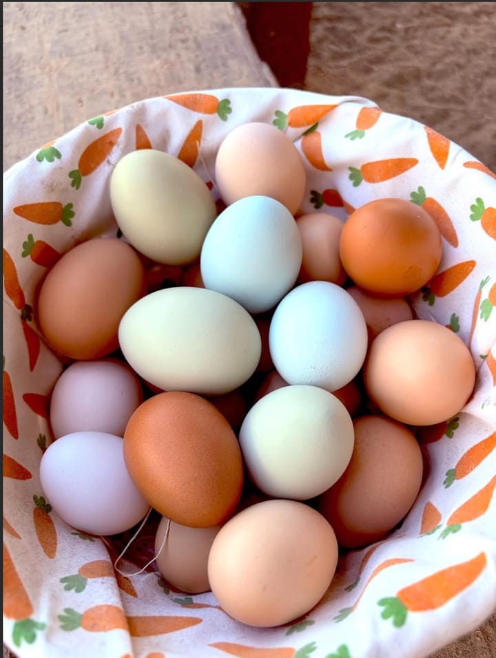 Cherishing Chickens: Karla's Uplifting Journey